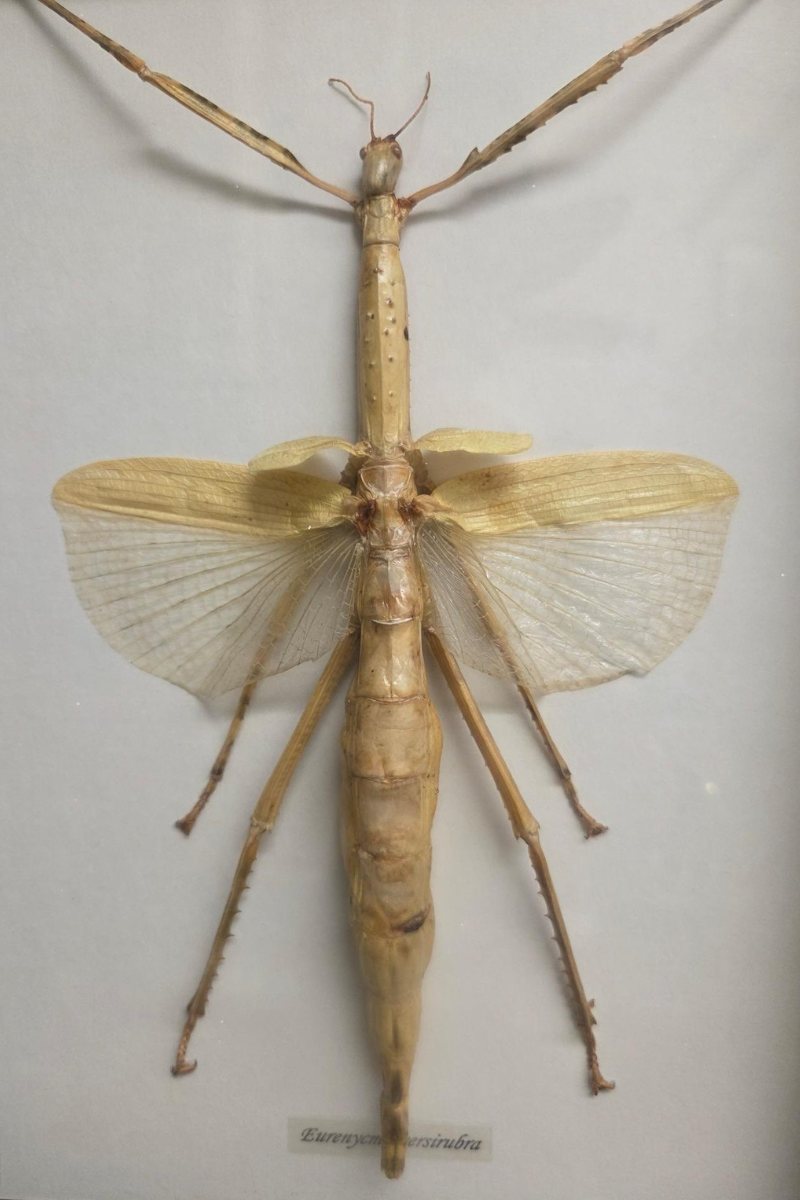 Giant grasshopper sculpture